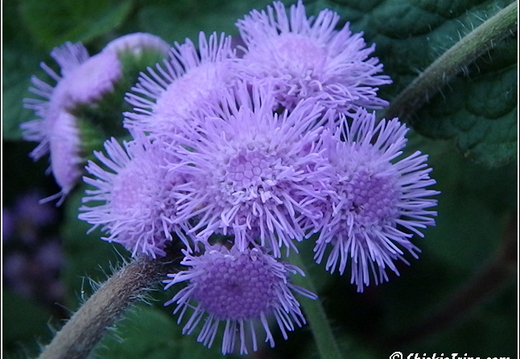 Rutgers Garden 103