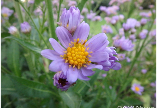 Rutgers Garden 108