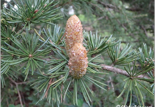 Rutgers Garden 111