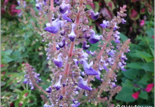 Rutgers Garden 114