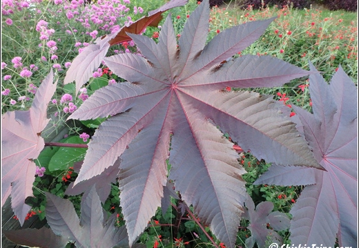 Rutgers Garden 121