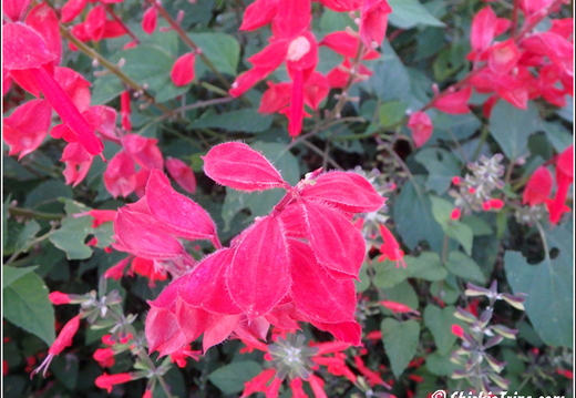 Rutgers Garden 123