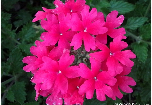 Rutgers Garden 128
