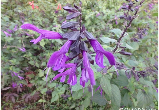 Rutgers Garden 129