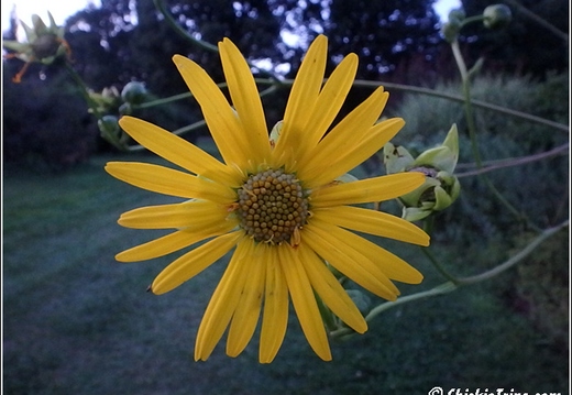 Rutgers Garden 134
