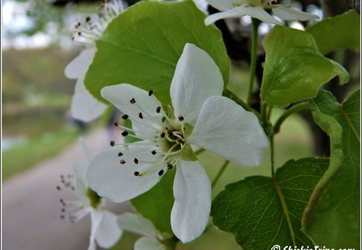 Sayreville J F Kennedy Park 010