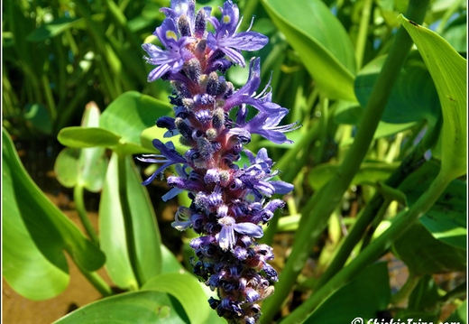 Thompson Park and Zoo 019