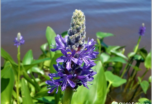 Thompson Park and Zoo 020