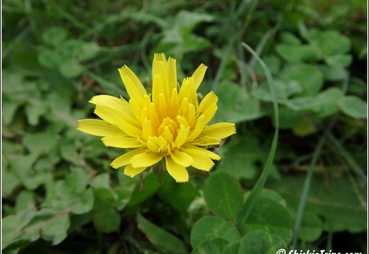 Flowers 003