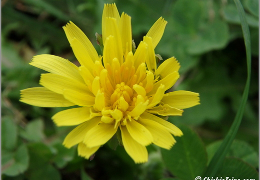 Flowers 006