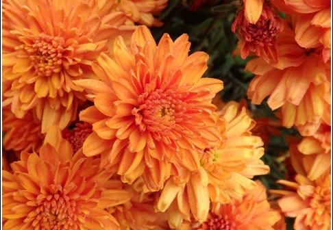 Flowers 015