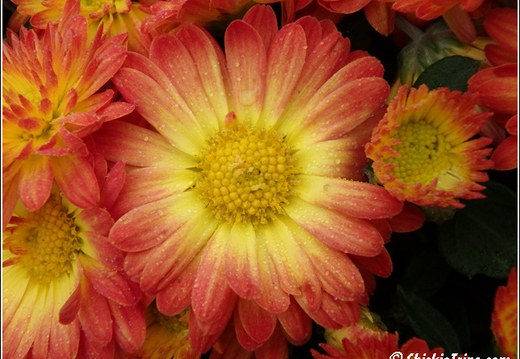 Flowers 017