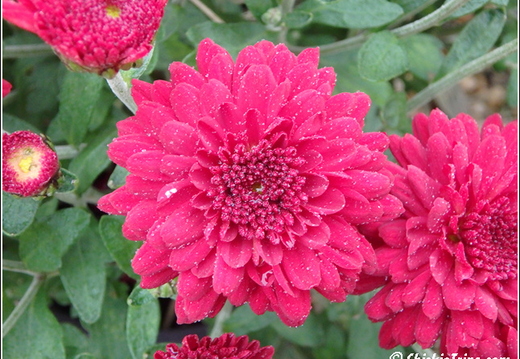 Flowers 019