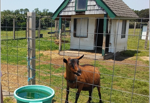 Vonthun Farms - Strawberry Picking 003