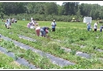 Vonthun Farms - Strawberry Picking 004