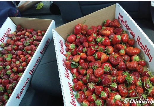 Vonthun Farms - Strawberry Picking 007