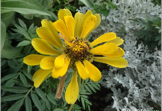 Flowers 004