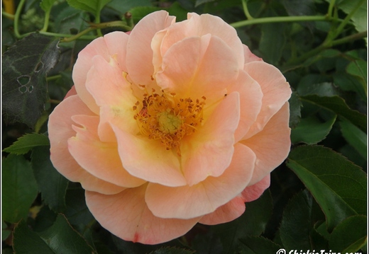 Flowers 006