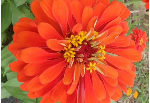 Flowers 008