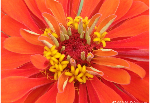 Flowers 009