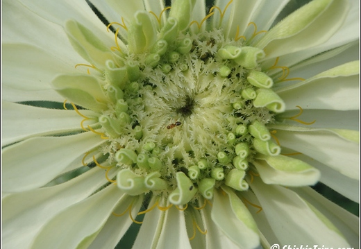 Flowers 020