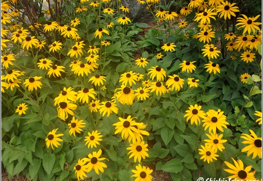 Flowers 003