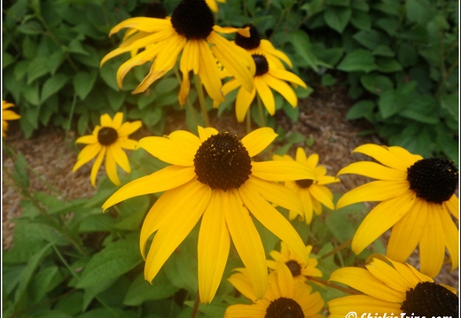Flowers 004