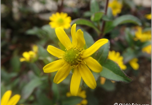 Flowers 005