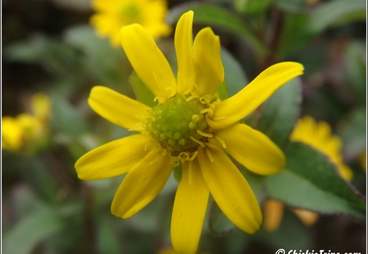 Flowers 006