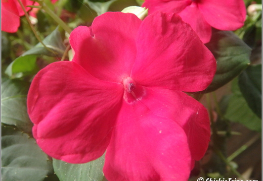 Flowers 009