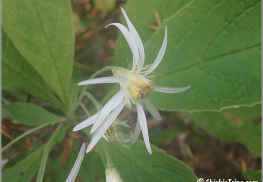 Flowers 012