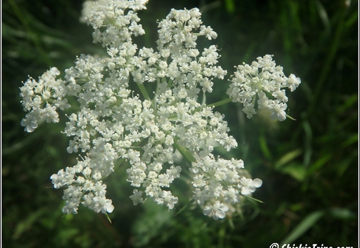 Flowers 019