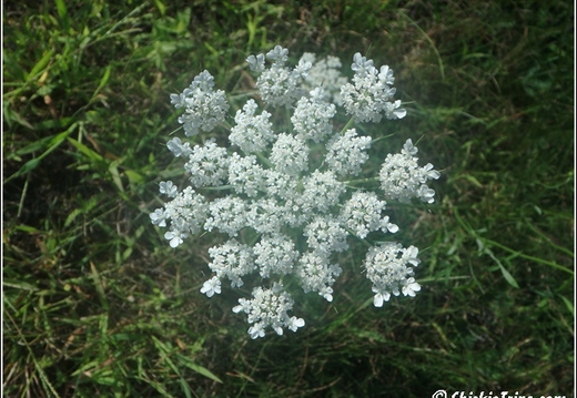 Flowers 020