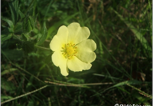 Flowers 023