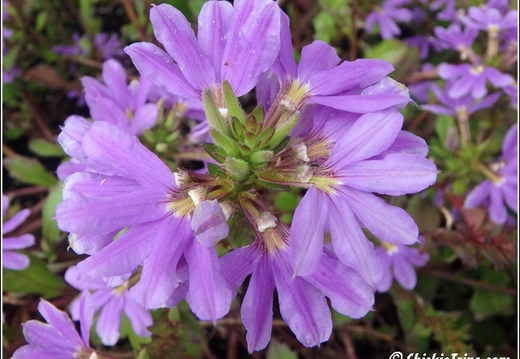Flowers 037