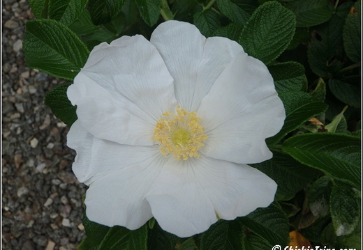 Flowers 044