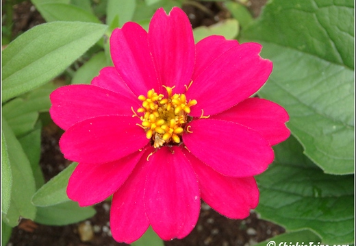 Flowers 052