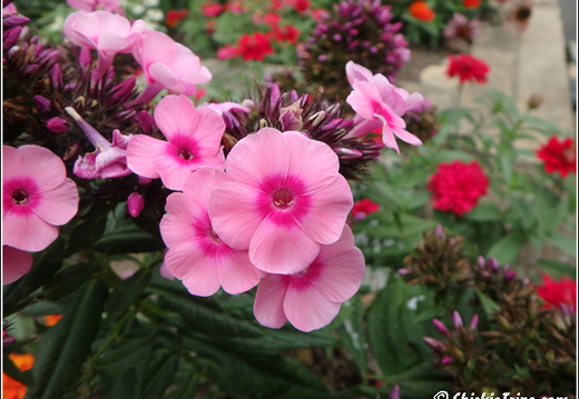 Flowers 058