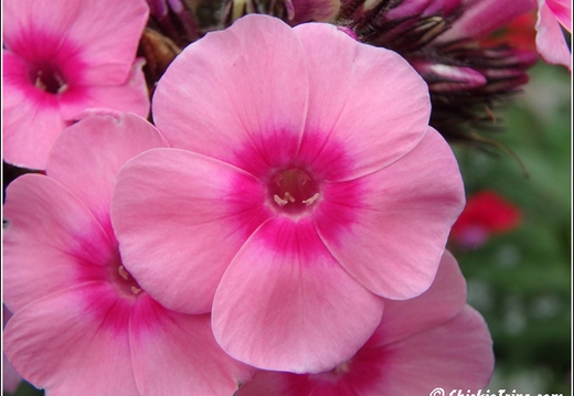 Flowers 059