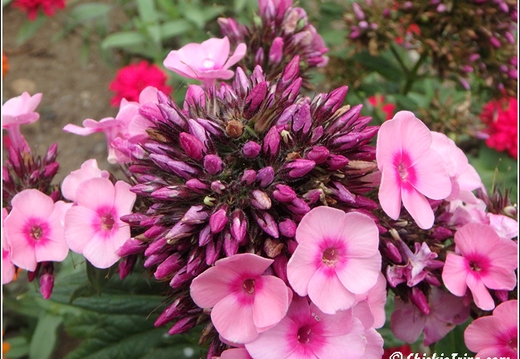 Flowers 060