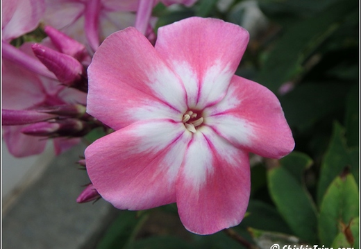 Flowers 063
