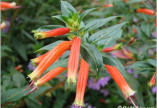 Flowers 067