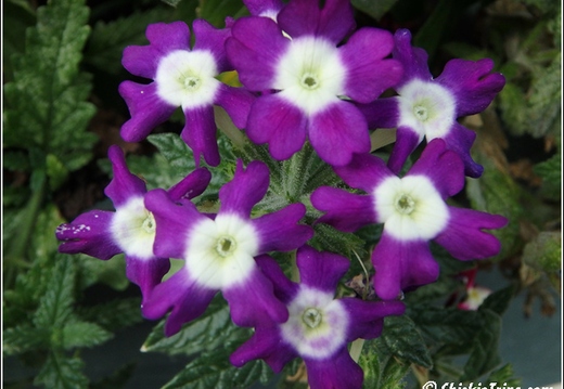 Flowers 071
