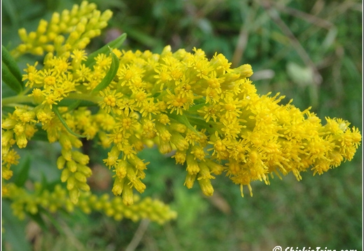 Flowers 081