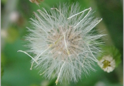 Flowers 082