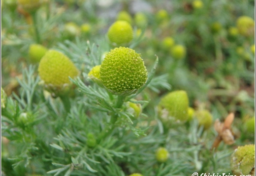 Flowers 084