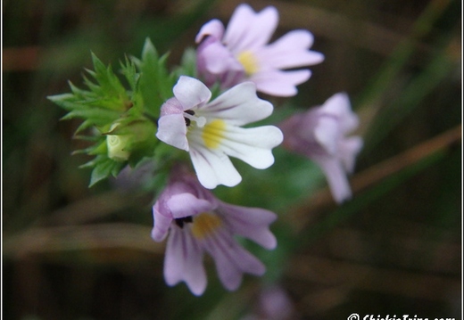 Flowers 087