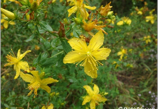 Flowers 094
