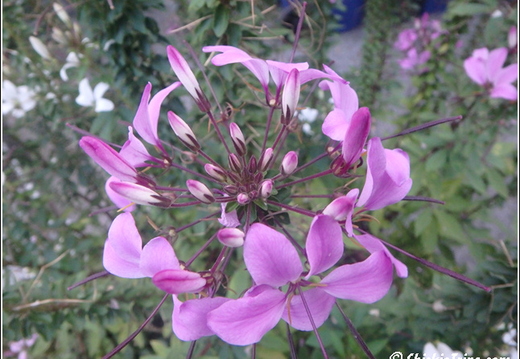 Central Park - Rockefeller - Natural History - Manhattan - Time Square 024