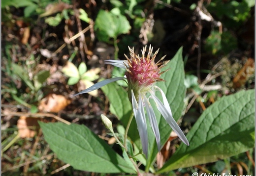 Flowers 039